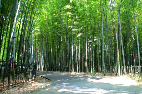 竹林小道 竹子 竹海