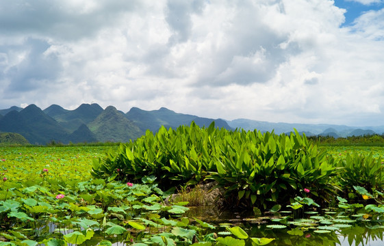 湿地