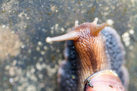 非洲大蜗牛 触角特写