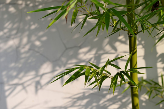 毛竹 高清