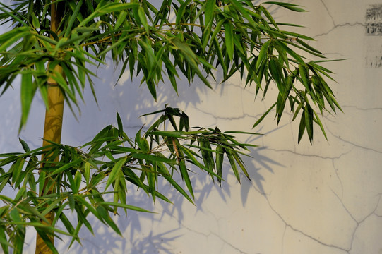 竹林 翠竹