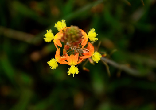 唯美小花