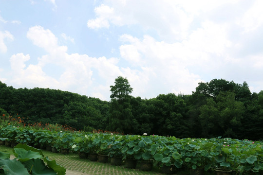 磨山风景