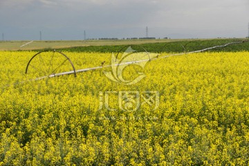 油菜花 喷灌