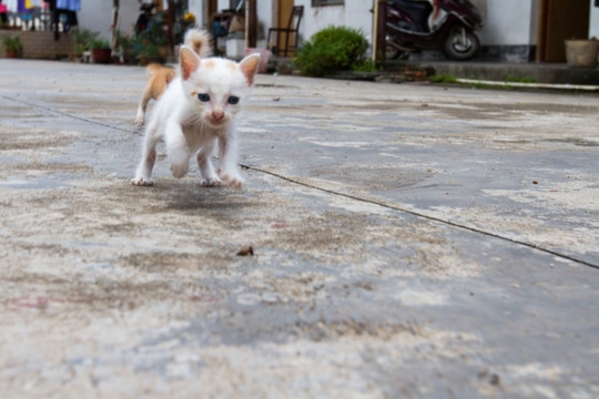 小猫奔跑