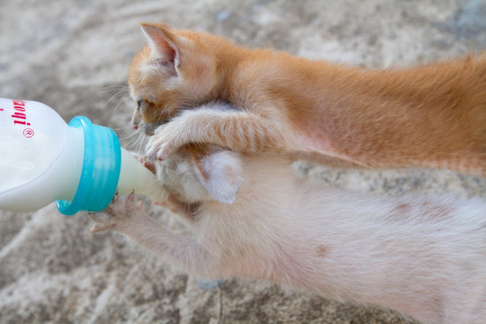 小猫吃奶 抢夺
