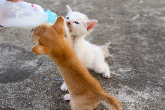 小猫吃奶