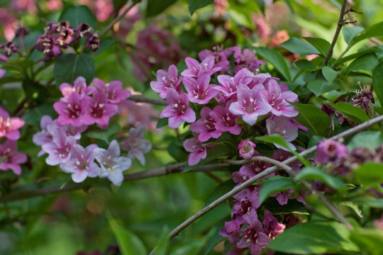 锦带花