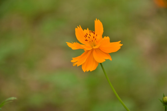 硫华菊