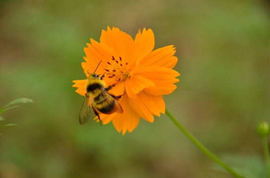 硫华菊