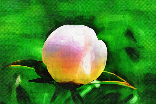 電腦畫 花韻