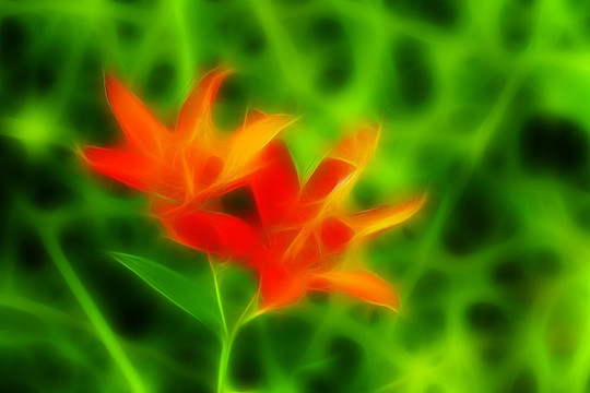 電腦畫 花之韻