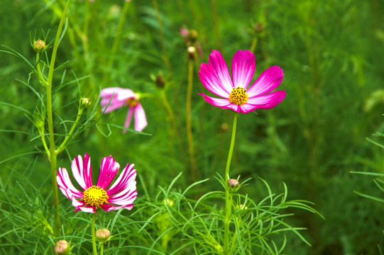 格桑花