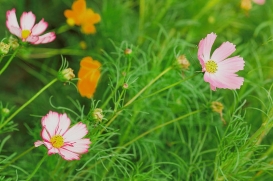 格桑花