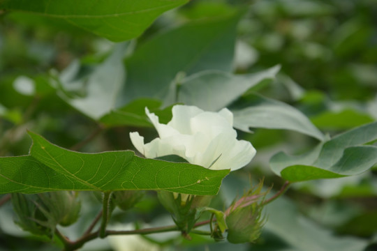 棉花 花卉