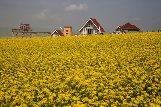 门源油菜花