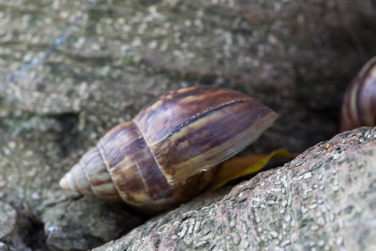 非洲大蜗牛 蜗牛壳