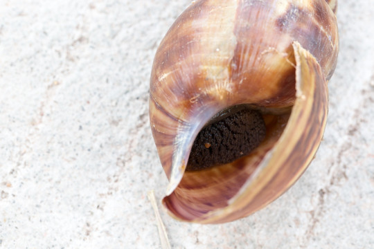 非洲大蜗牛 螺壳