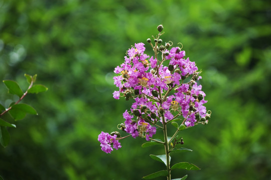 紫薇花