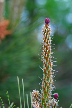 松花