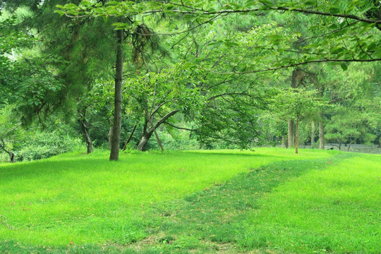 绿地 青草地  青草