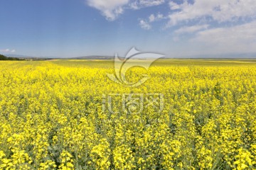 昭蘇油菜花