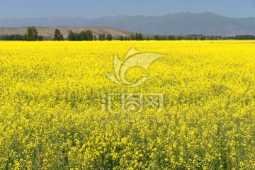 油菜花
