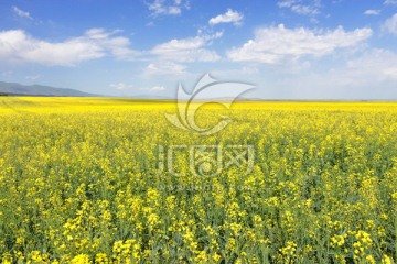 油菜花