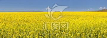 油菜花（高清大畫幅）