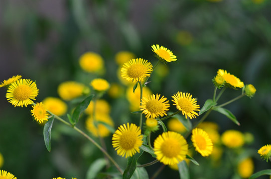 野菊花