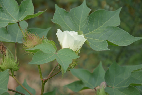 棉花 花卉