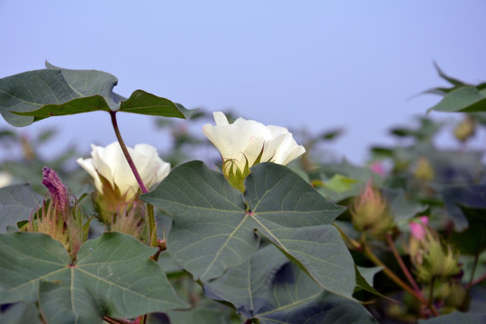 棉花 花卉