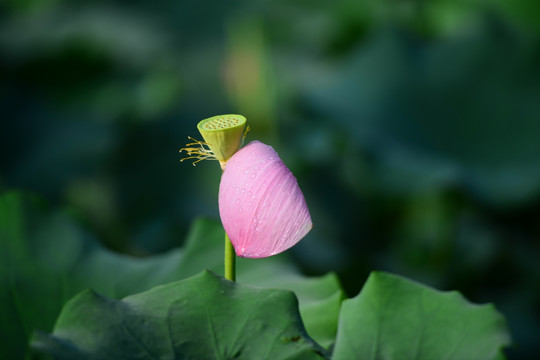 荷花