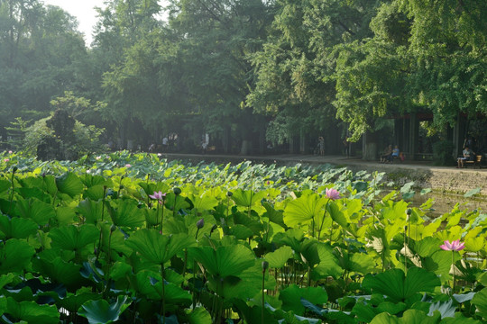 四川大学荷花池