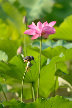 荷花翠鸟