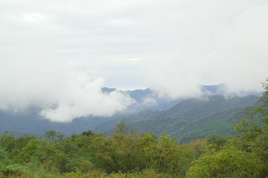 烟雨西岭原始森林