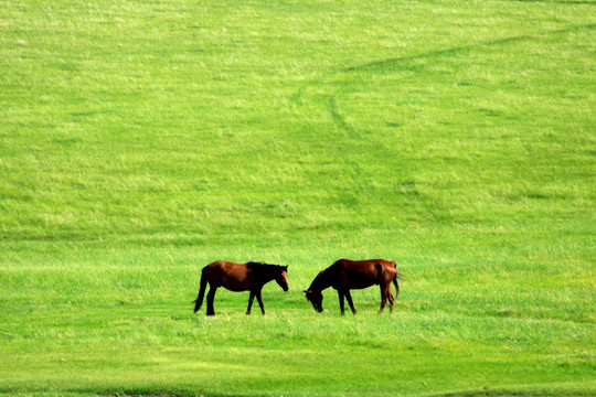 草原上的两匹马