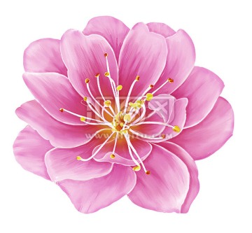 粉紅朵花