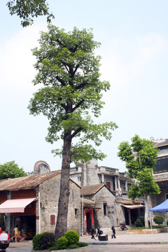 岭南风景