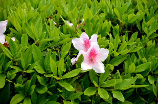 杜鹃花