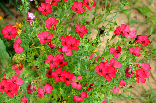 五彩石竹 红色花朵 花朵 花卉