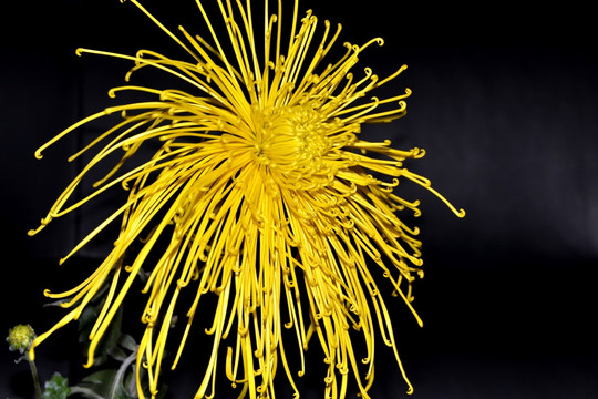 菊花 线菊 黄线菊 黄色菊花