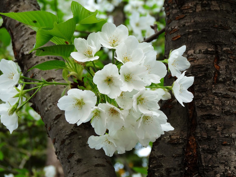 梨树 梨花