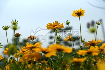 野菊花