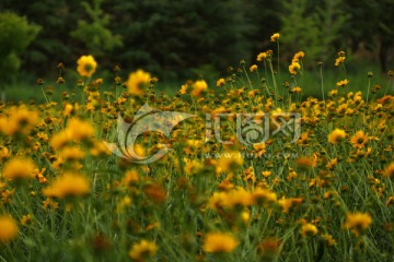 野菊花