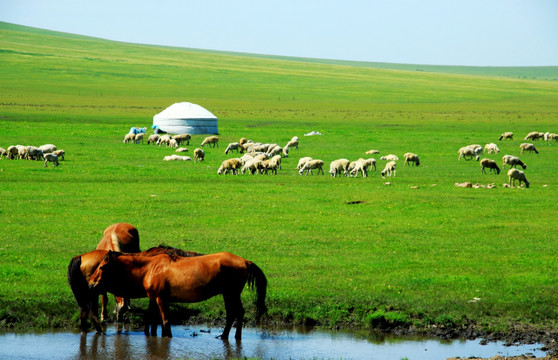 草原 蒙古包 马群