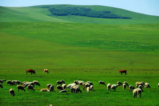 草原 牧场 羊群