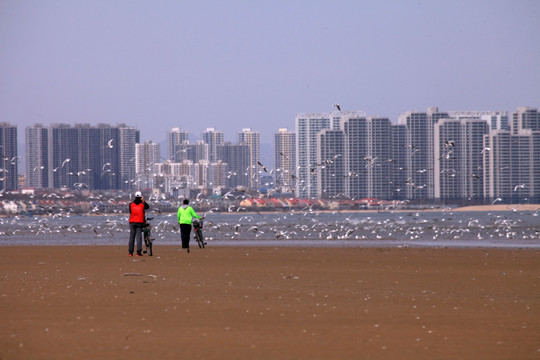 海鸥