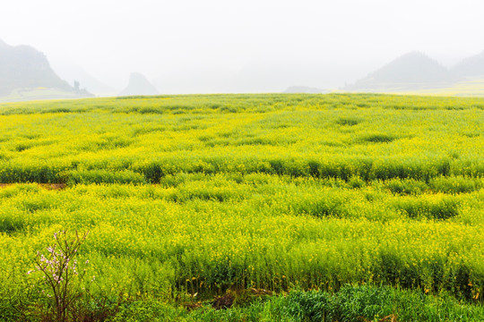 油菜花海