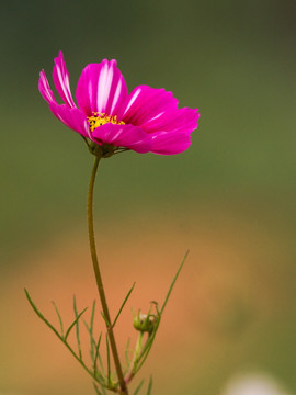 波斯菊